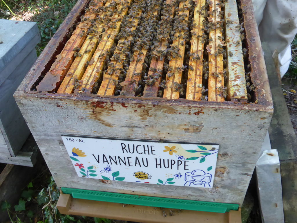La ruche Vanneau huppé