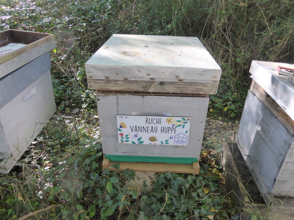 La ruche Vanneau huppé