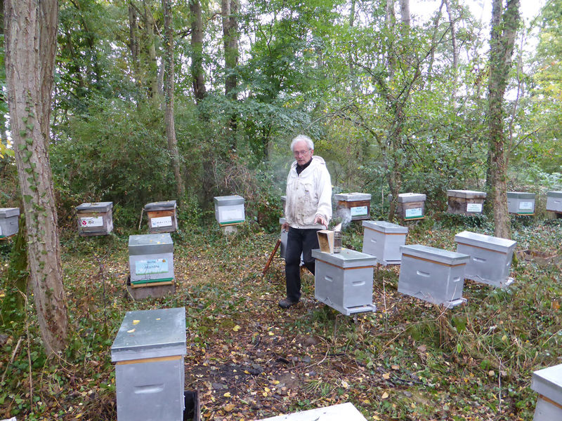 La ruche Vanneau huppé