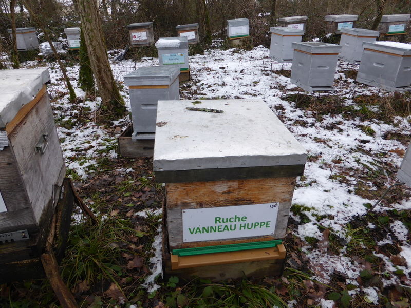 La ruche Vanneau huppé