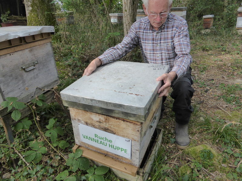 La ruche Vanneau huppé
