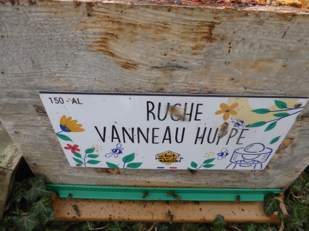 La ruche Vanneau huppé