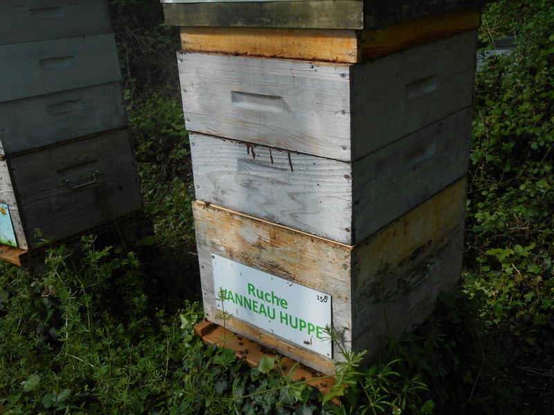 La ruche Vanneau huppé