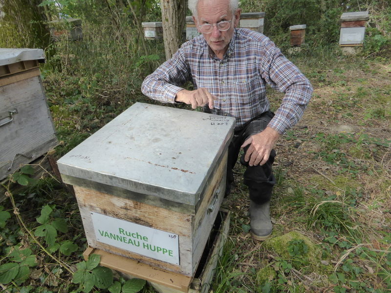 La ruche Vanneau huppé