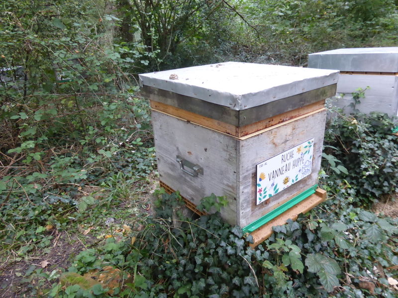 La ruche Vanneau huppé