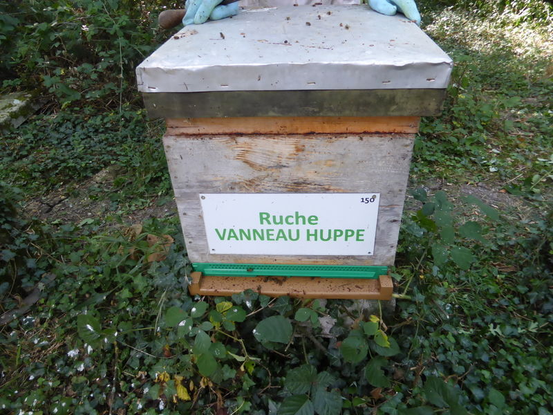 La ruche Vanneau huppé