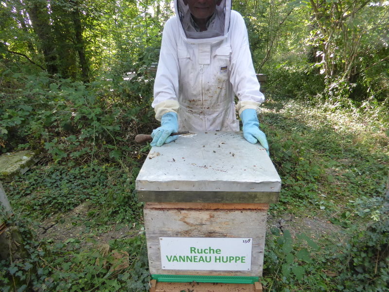 La ruche Vanneau huppé