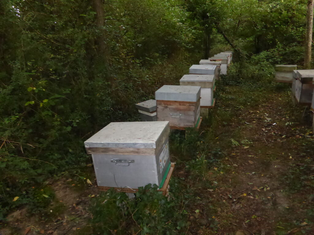 La ruche Vanneau huppé