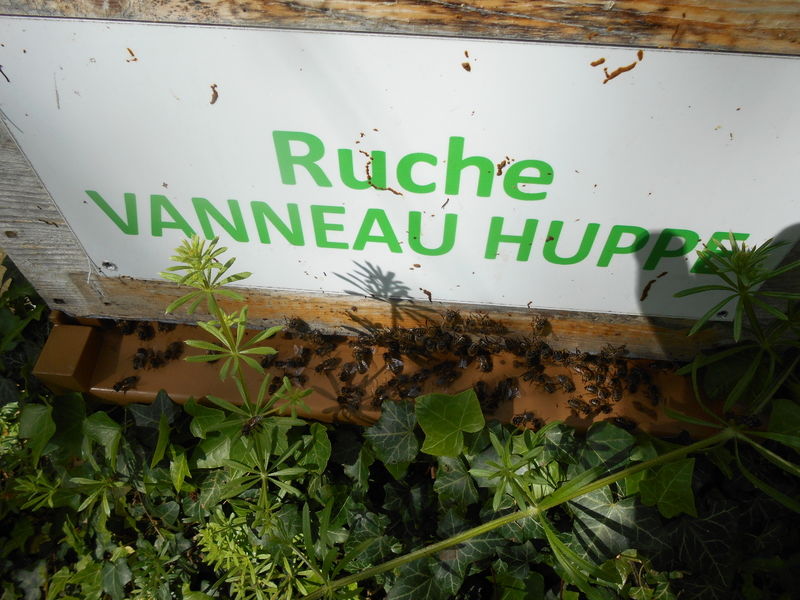 La ruche Vanneau huppé