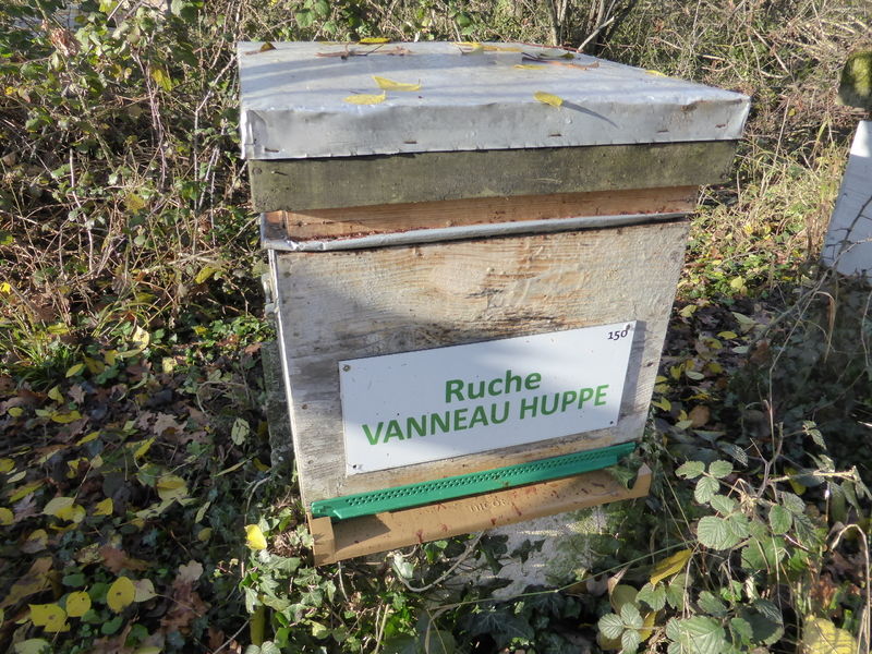 La ruche Vanneau huppé