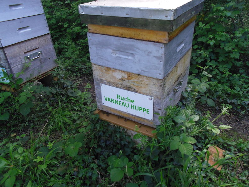 La ruche Vanneau huppé