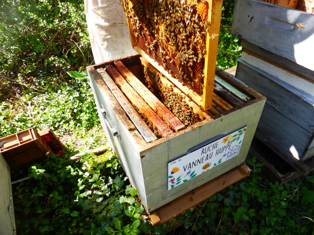 La ruche Vanneau huppé