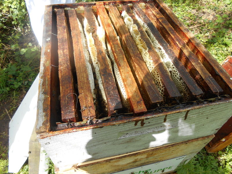 La ruche Vanneau huppé