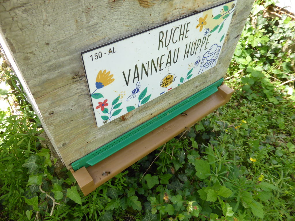 La ruche Vanneau huppé