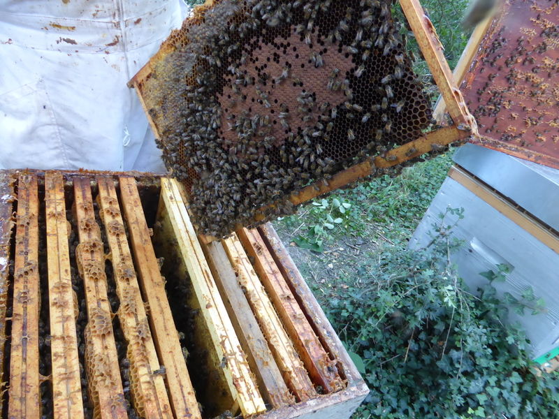 La ruche Vanneau huppé