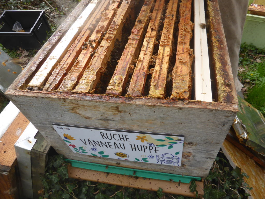 La ruche Vanneau huppé