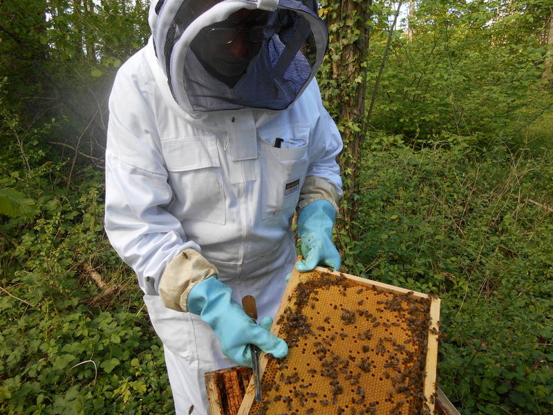 La ruche Vanneau huppé