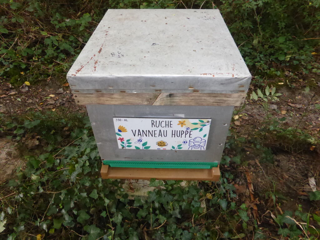 La ruche Vanneau huppé