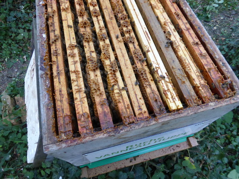 La ruche Vanneau huppé