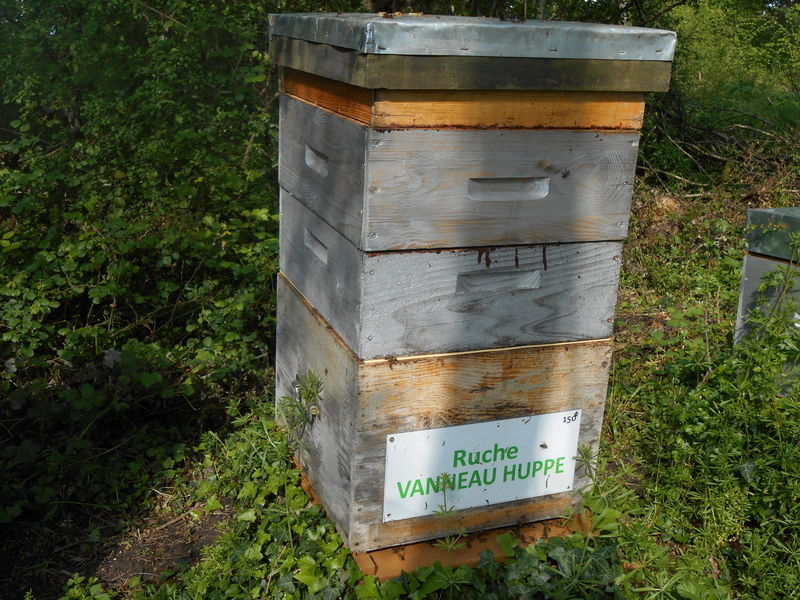 La ruche Vanneau huppé