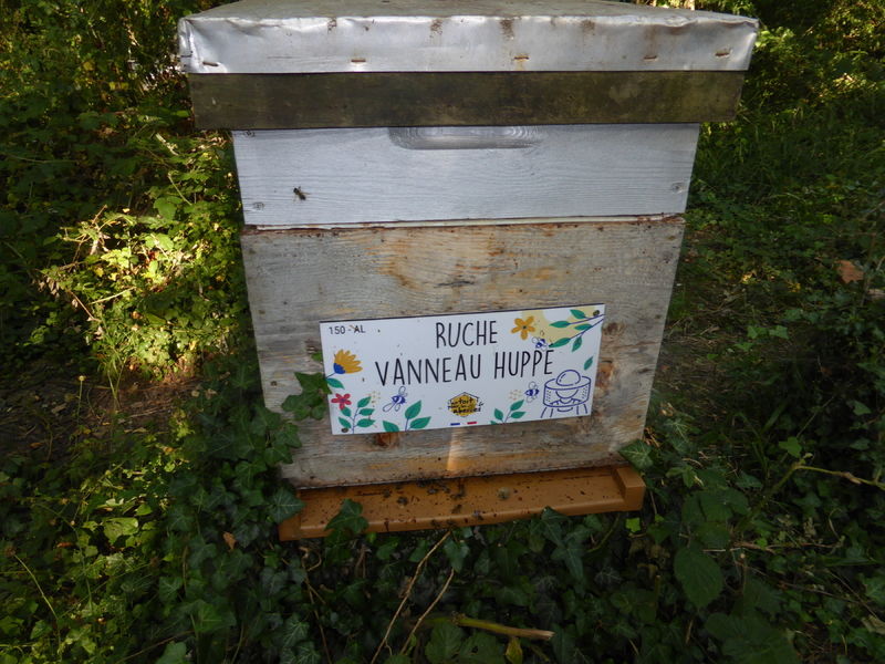 La ruche Vanneau huppé