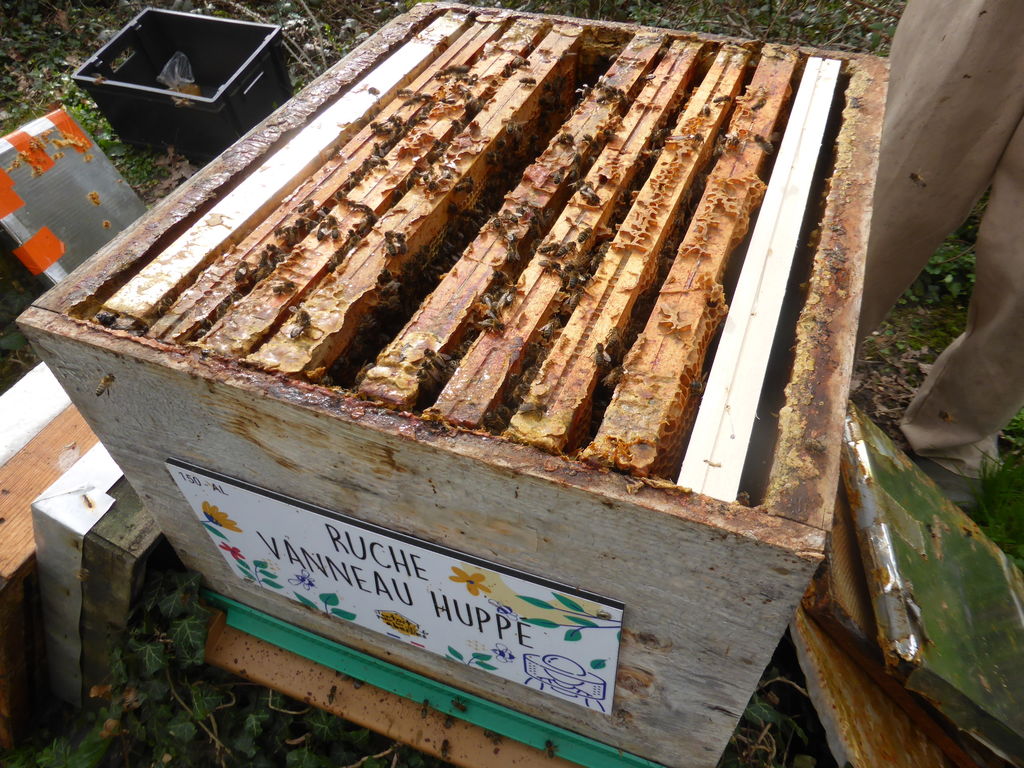 La ruche Vanneau huppé