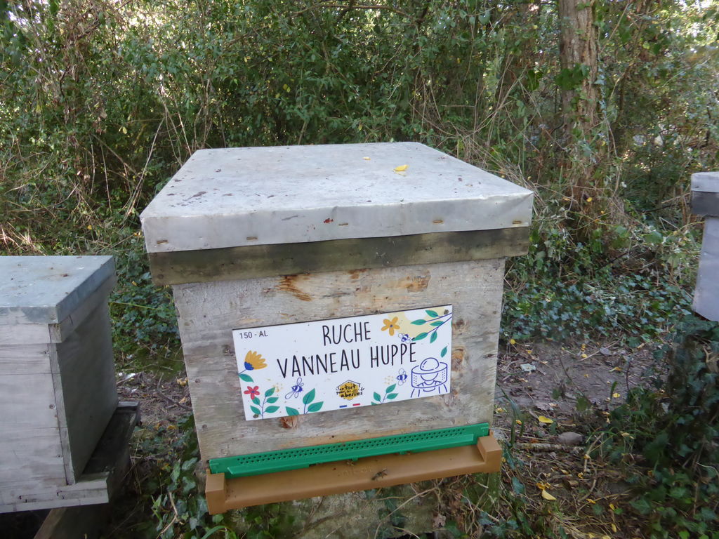 La ruche Vanneau huppé