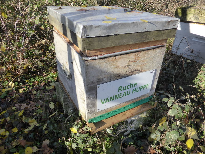 La ruche Vanneau huppé