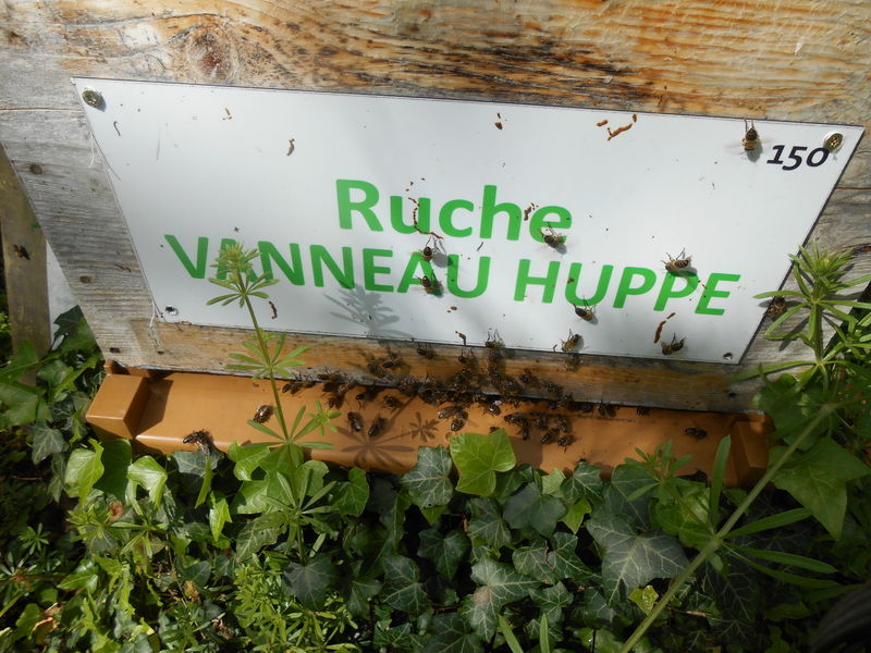 La ruche Vanneau huppé