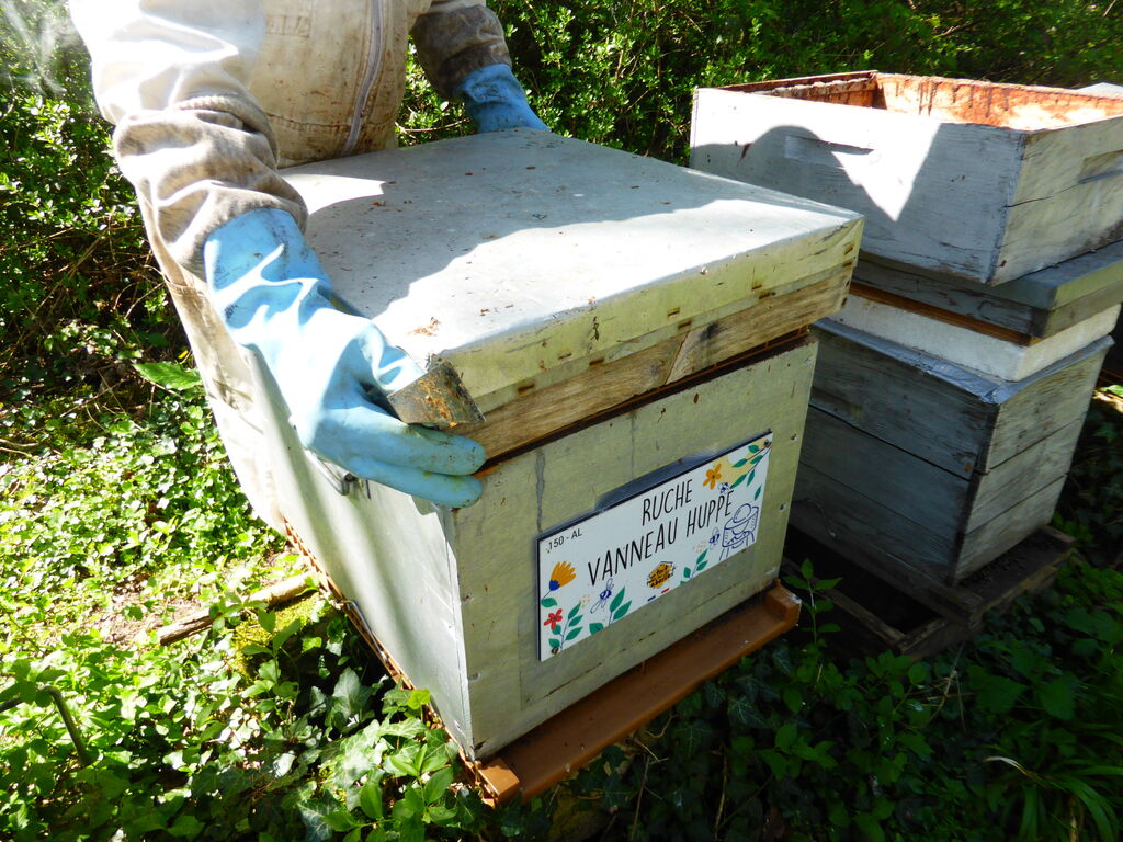 La ruche Vanneau huppé