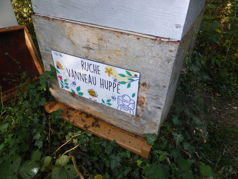 La ruche Vanneau huppé