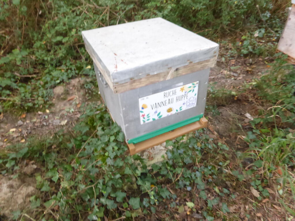 La ruche Vanneau huppé