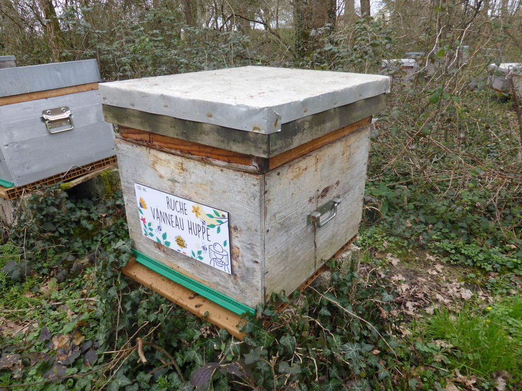La ruche Vanneau huppé