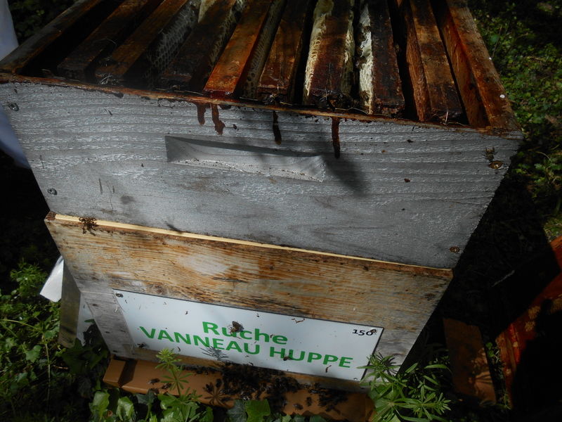 La ruche Vanneau huppé