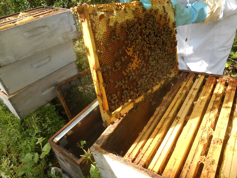 La ruche Vanneau huppé