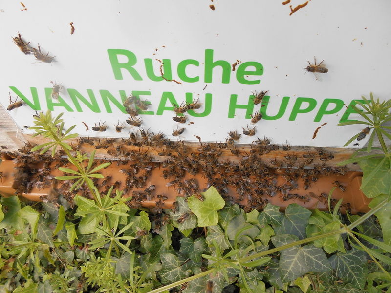 La ruche Vanneau huppé