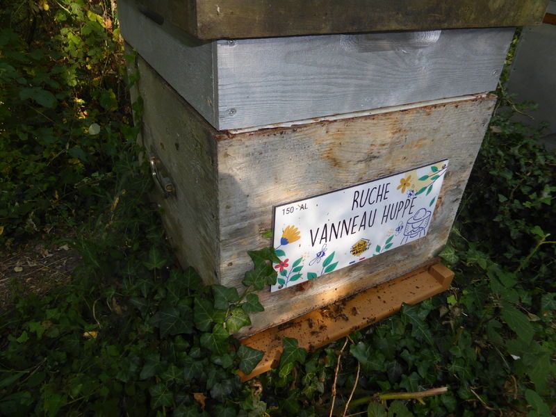 La ruche Vanneau huppé