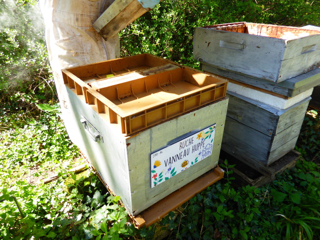 La ruche Vanneau huppé