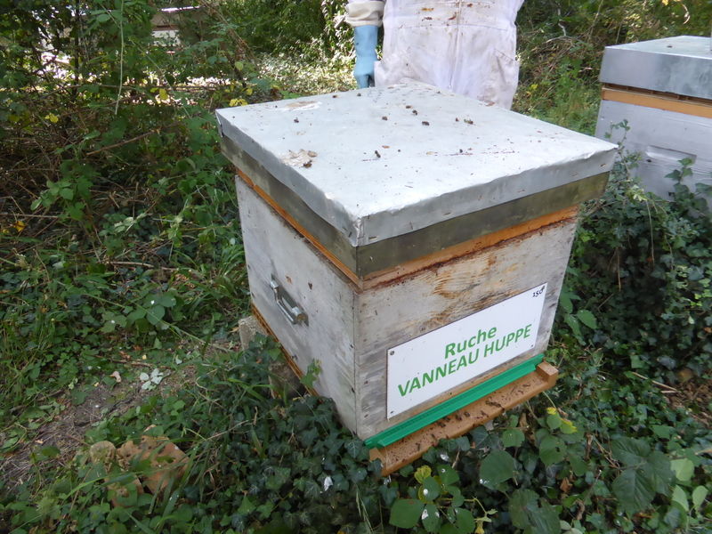 La ruche Vanneau huppé