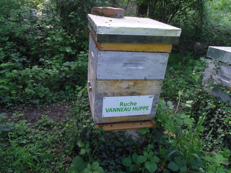 La ruche Vanneau huppé