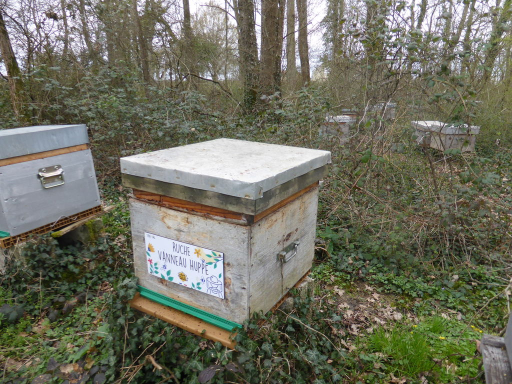 La ruche Vanneau huppé