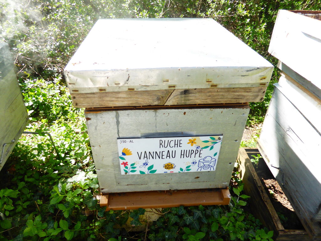La ruche Vanneau huppé