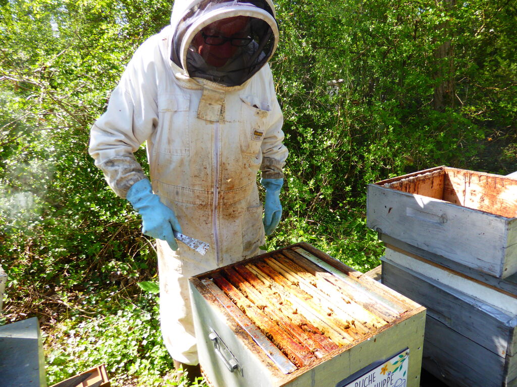 La ruche Vanneau huppé