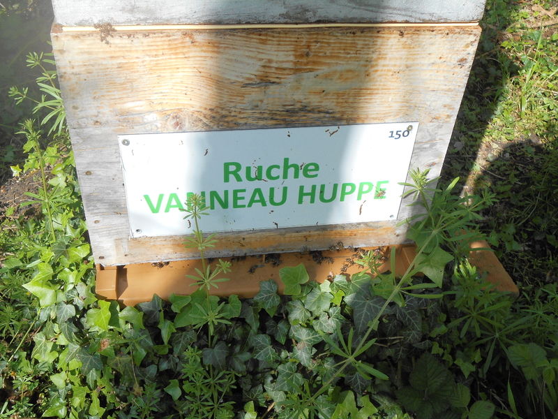 La ruche Vanneau huppé