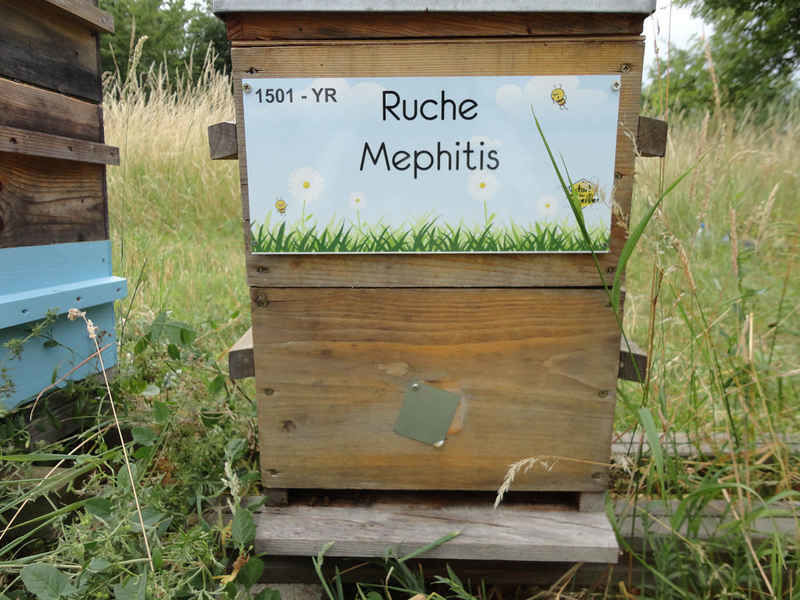 La ruche