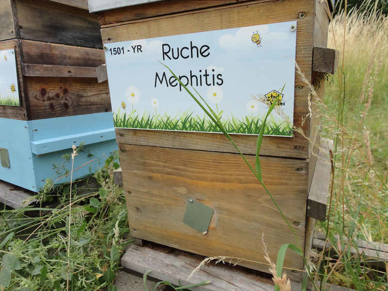 La ruche Mephitis