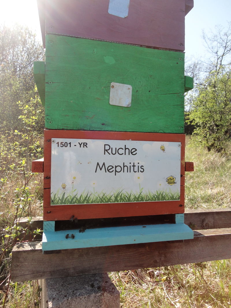 La ruche Mephitis