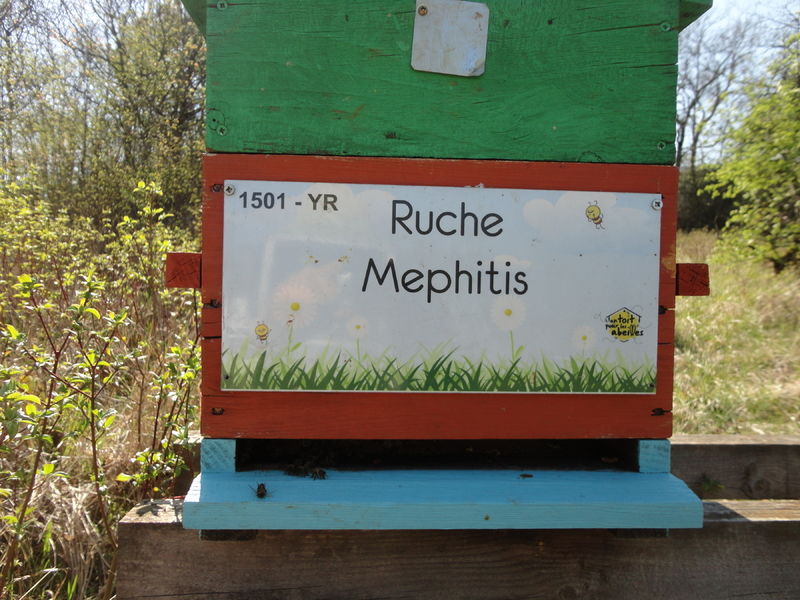 La ruche Mephitis