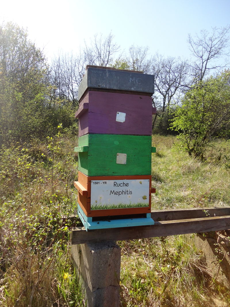 La ruche Mephitis
