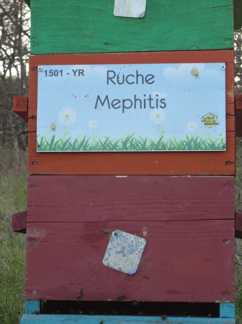 La ruche Mephitis